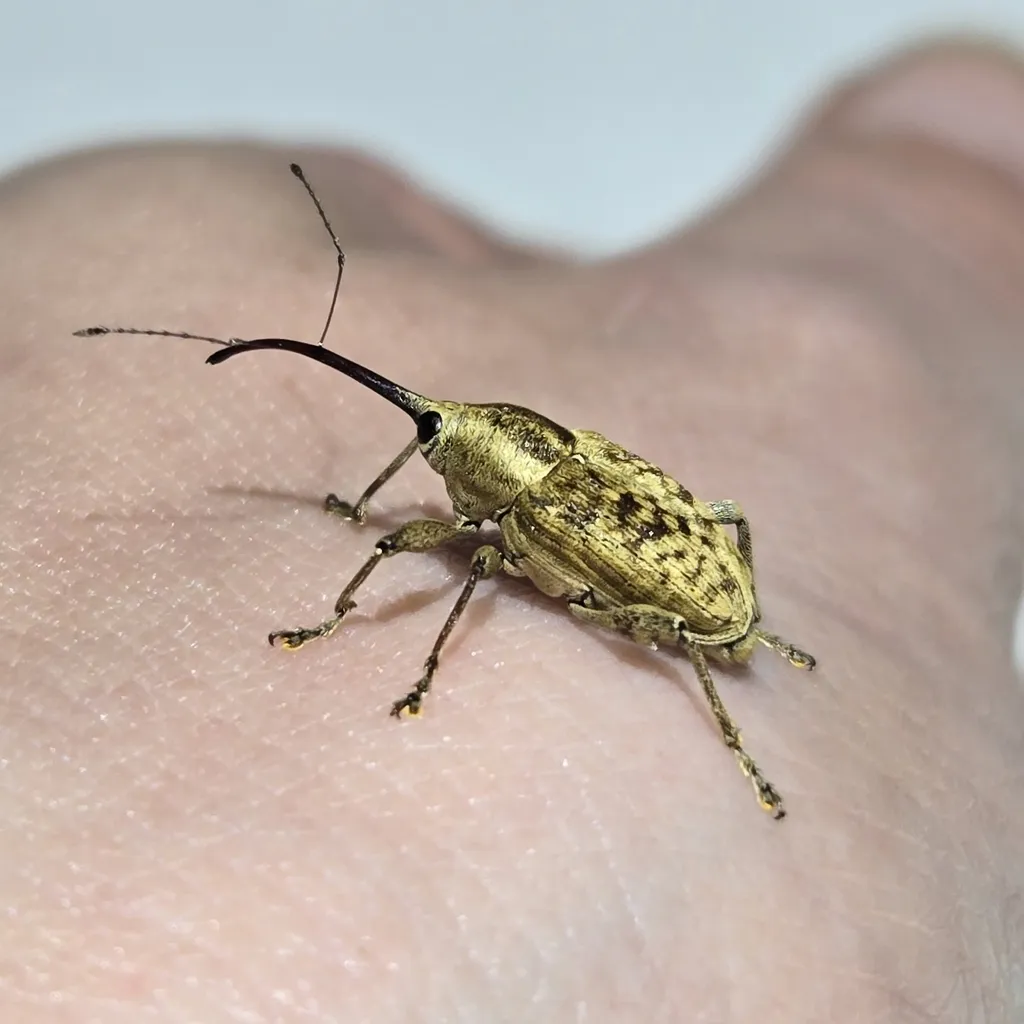 Greater Chestnut Weevil - photo 2