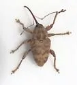 Curculio confusor