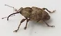 Curculio confusor - photo 2