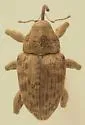 Curculio fulvus