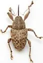 Curculio fulvus - photo 2