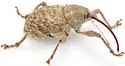 Curculio fulvus - photo 3