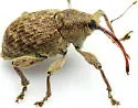 Curculio fulvus - photo 4