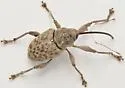 Curculio fulvus - photo 5