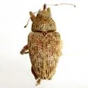 Curculio humeralis