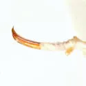 Curculio humeralis - photo 3