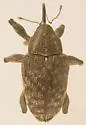 Curculio humeralis - photo 4