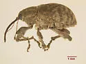 Curculio humeralis - photo 5