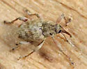 Curculio iowensis