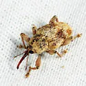 Curculio iowensis - photo 2