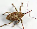 Curculio iowensis - photo 3
