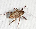 Curculio iowensis - photo 4