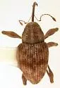 Curculio longidens - Curculio longidens