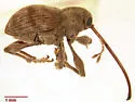 Curculio longidens - photo 2