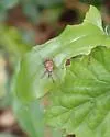 Curculio longidens - photo 3