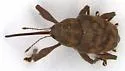 Curculio longidens - photo 4