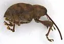 Curculio longidens - photo 5