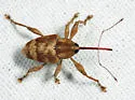 Curculio nasicus - Curculio nasicus