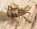 Curculio nasicus - photo 2
