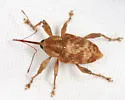 Curculio nasicus - photo 3