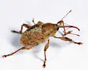 Curculio nasicus - photo 4
