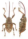 Curculio nasicus - photo 5