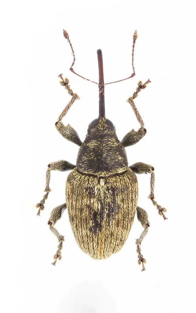 Curculio obtusus - photo 2