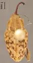 Curculio occidentis