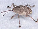 Curculio orthorhynchus - photo 2
