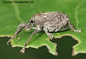 Curculio orthorhynchus - photo 3