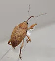 Curculio orthorhynchus - photo 4
