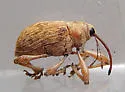Curculio orthorhynchus - photo 5
