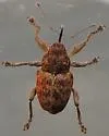 Curculio pardalis - photo 2