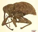 Curculio pardalis - photo 4