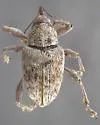 Curculio pardus