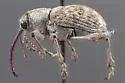 Curculio pardus - photo 2