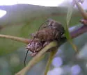 Curculio proboscideus - photo 2