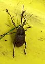 Curculio proboscideus - photo 3