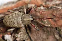 Curculio proboscideus - photo 5