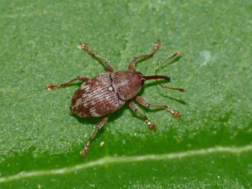 Curculio rubidus - photo 2