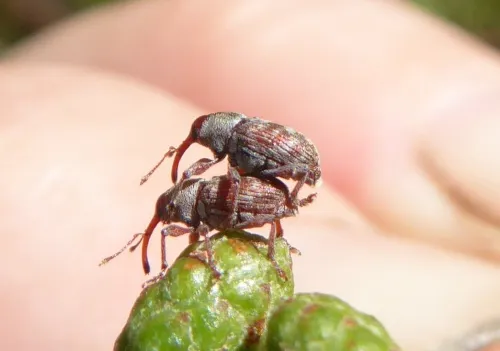Curculio rubidus - photo 3