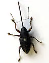 Small Chestnut Weevil - Curculio sayi