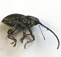 Small Chestnut Weevil - photo 2