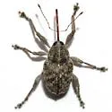Curculio sulcatulus