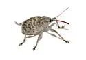 Curculio sulcatulus - photo 2