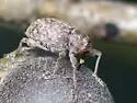 Curculio sulcatulus - photo 3