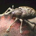 Curculio sulcatulus - photo 4