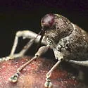 Curculio sulcatulus - photo 5