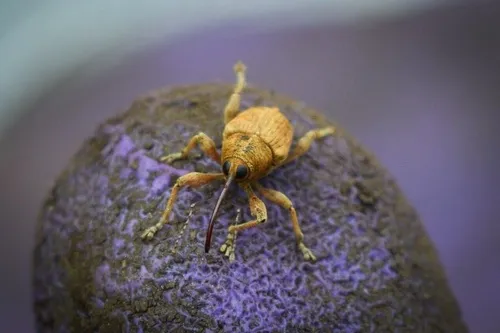 Curculio uniformis