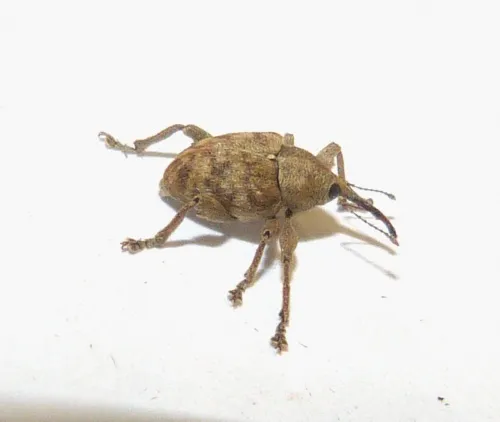 Curculio venosus - photo 2